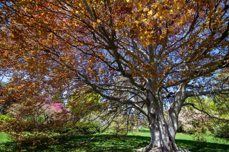 Wave hill untitled credit Wave Hill