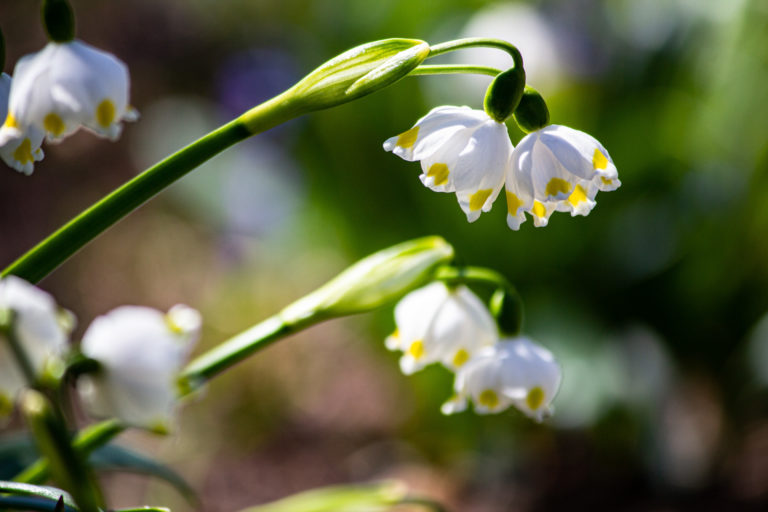 White yellow flower