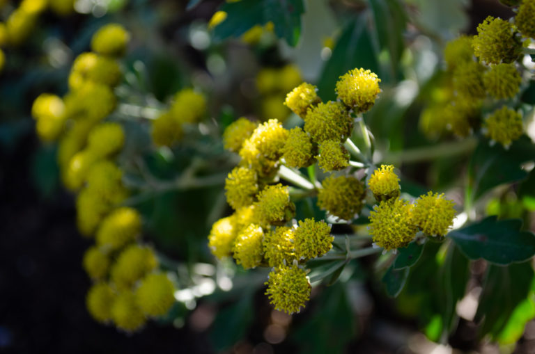 Yellow flowers