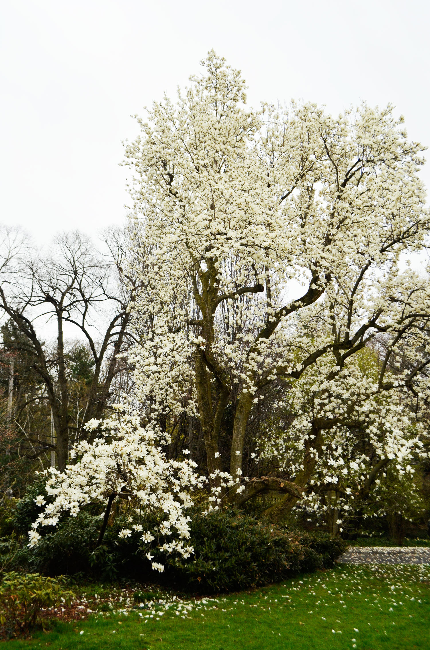 Magnolia denudata (Yulan/lily magnolia) Wave Hill