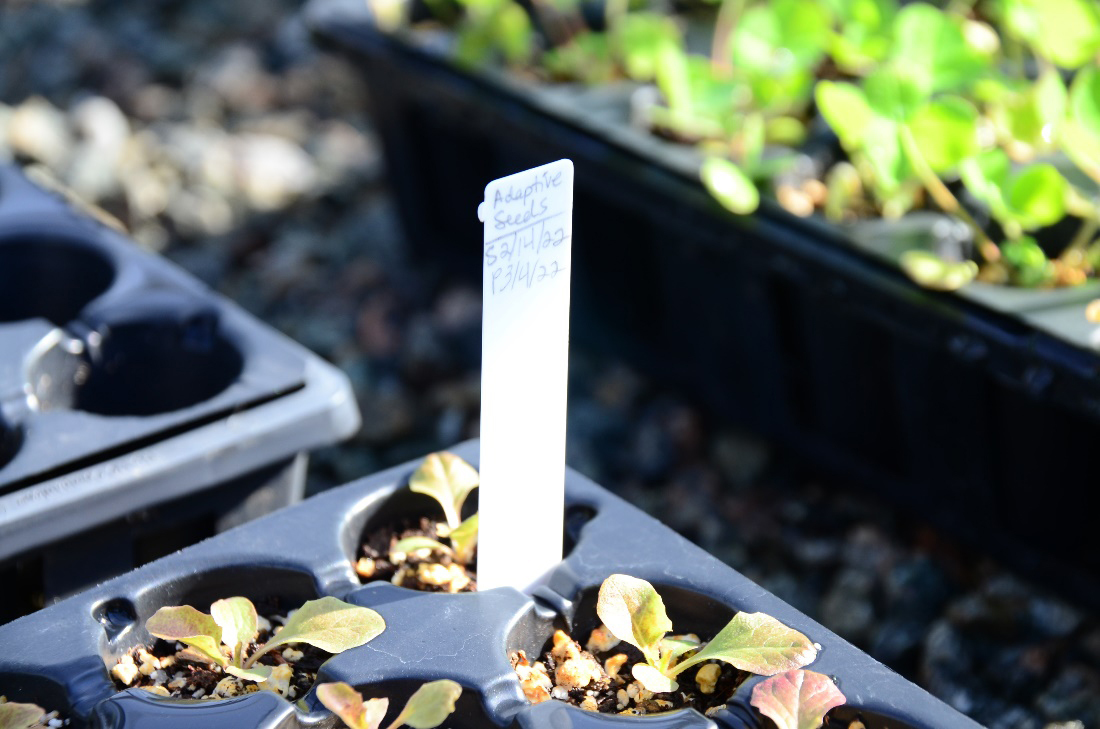 Spring Seedlings - Wave Hill