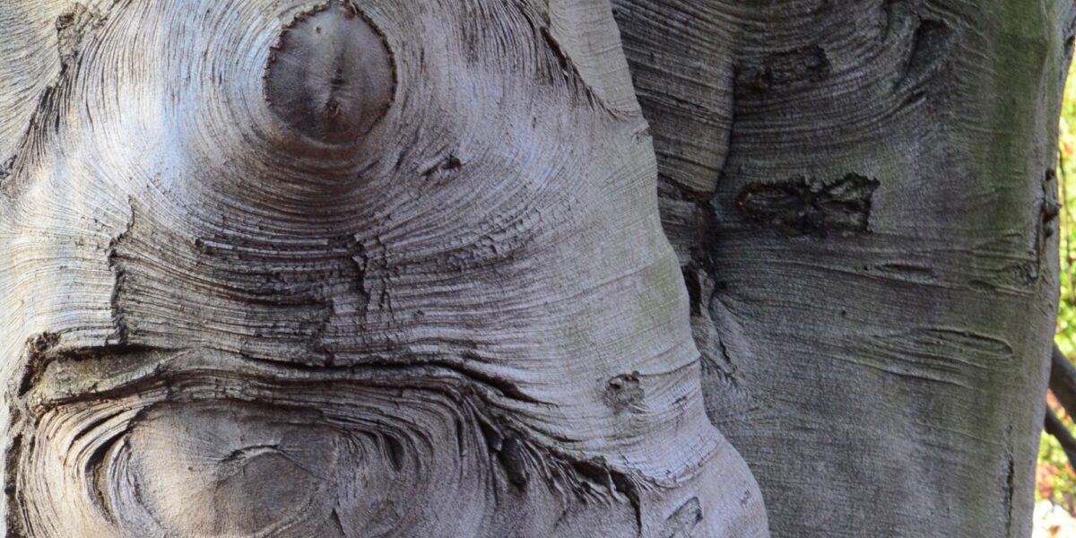 Bark Portraits - Wave Hill