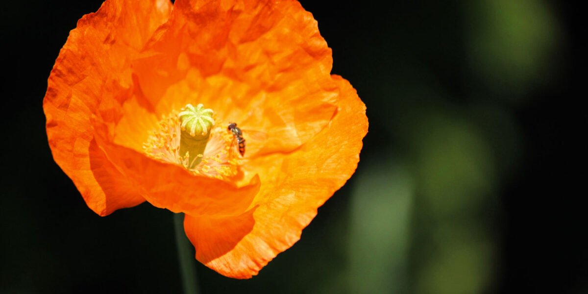 Atlas-poppy-closeup-May-2019.jpg