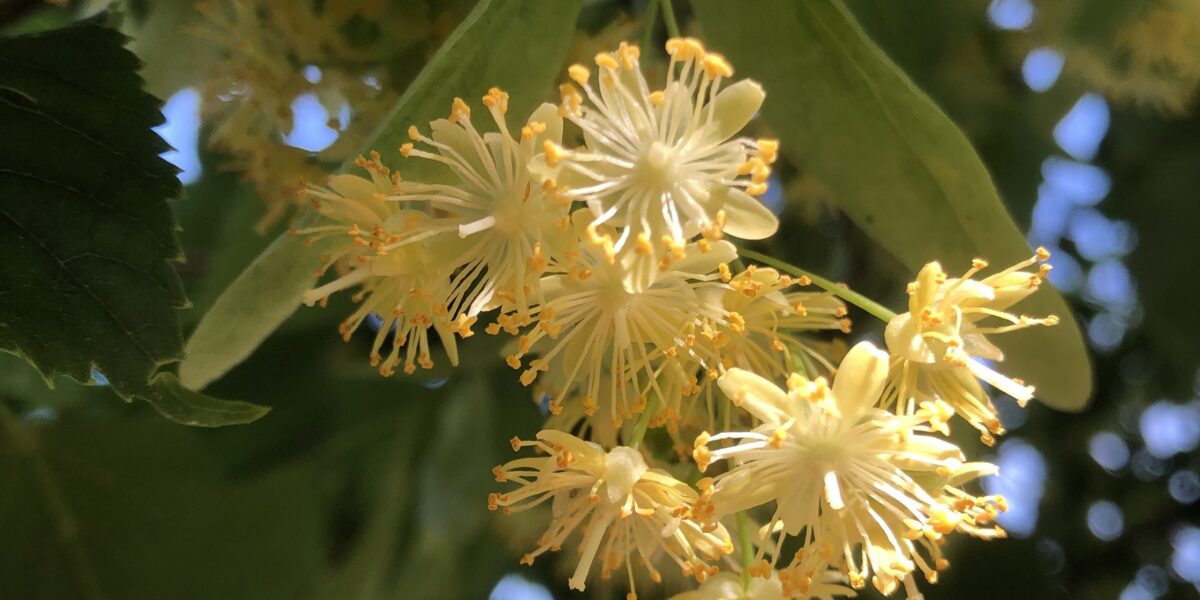 Tilia_cordata_close-up_06.17.