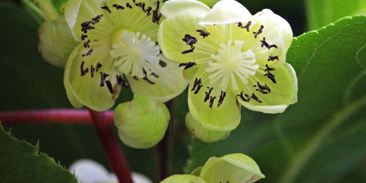 Actinidia arguta (Hardy Kiwi) - Wave Hill