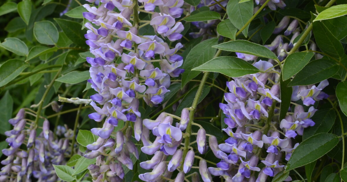 Blooming Wisteria - Wave Hill