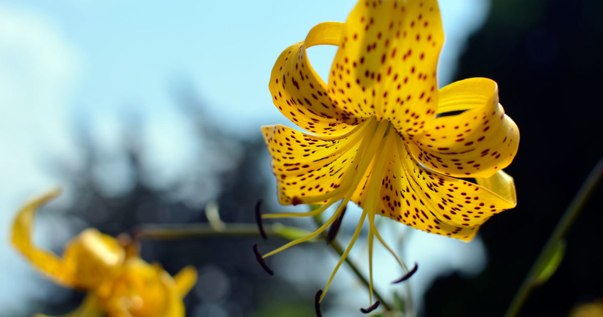 Lilium leichtlinii (Leichtlin's lily) - Wave Hill