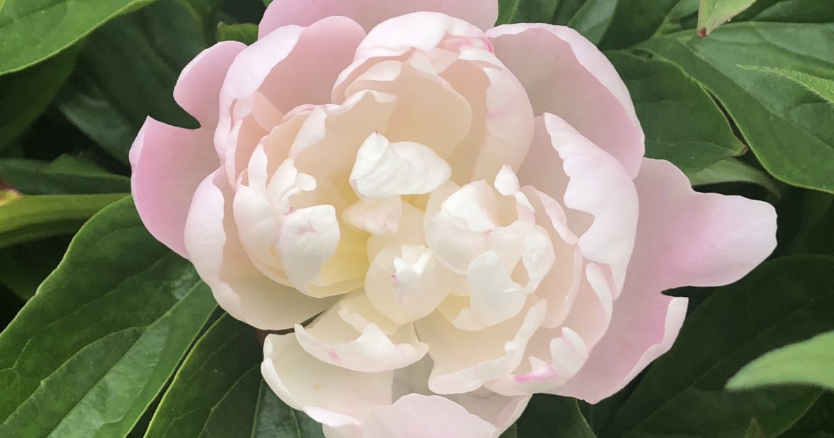 Peonies Wave Hill