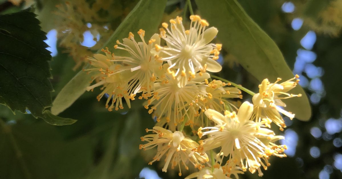 Tilia cordata (Smallleaved Linden) Wave Hill