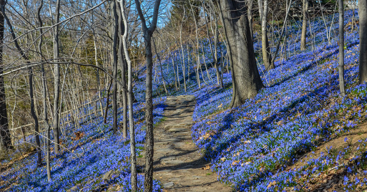 Glory-of-the-Snow: Scilla sardensis - Wave Hill