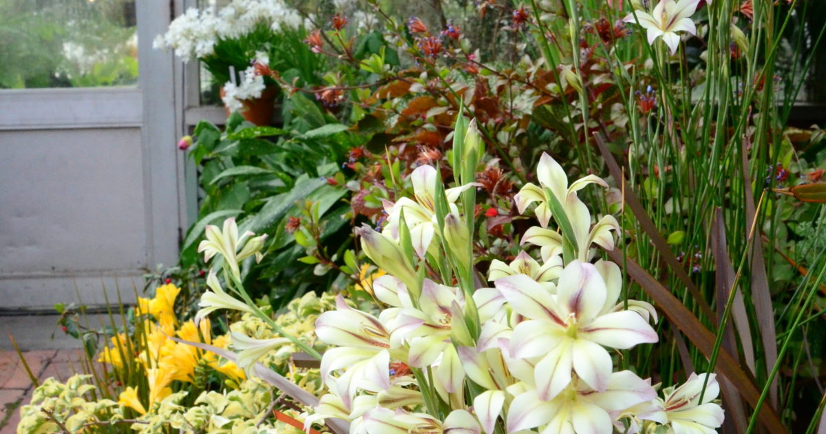 Bloom Alert South African Bulbs Wave Hill