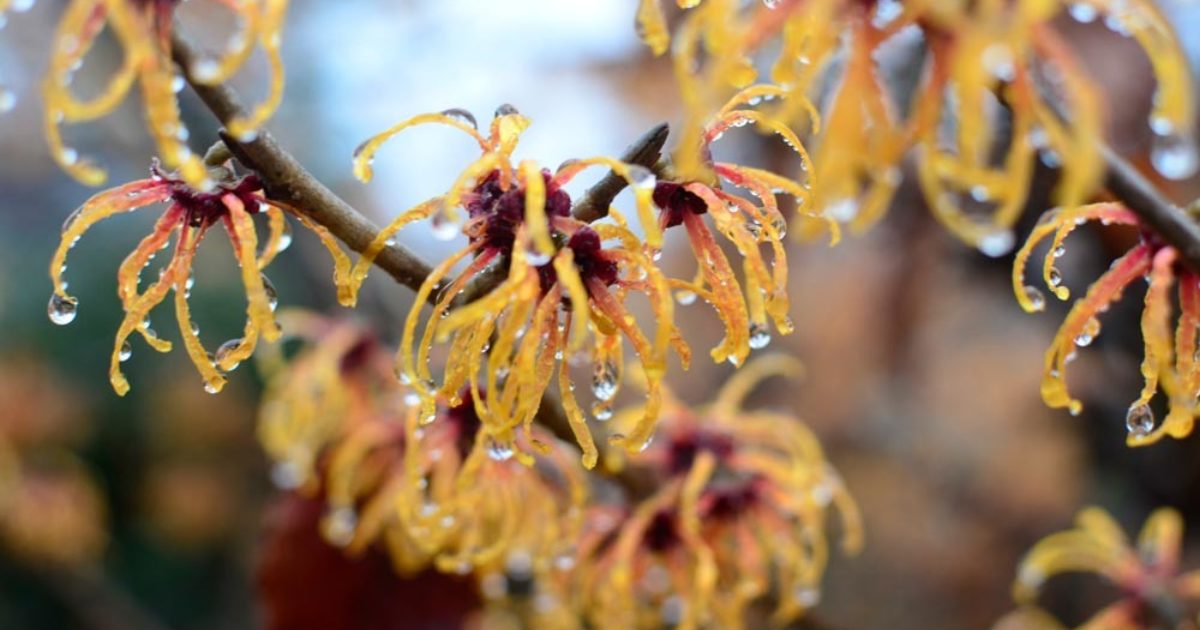 WinterBlooming Trees and Shrubs Wave Hill