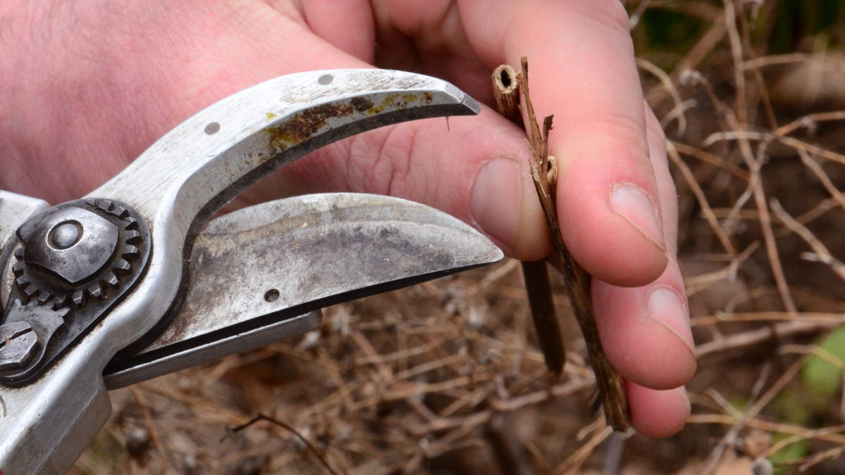 Habitat Cutback Wave Hill