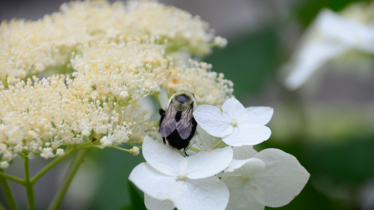 Plant Selection Aesthetics with a Dash of Biodiversity Wave Hill