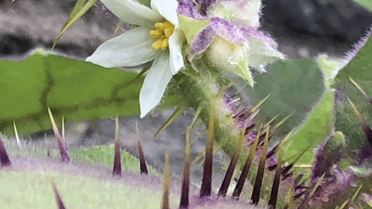 Solanum quitoense (Naranjilla) Wave Hill