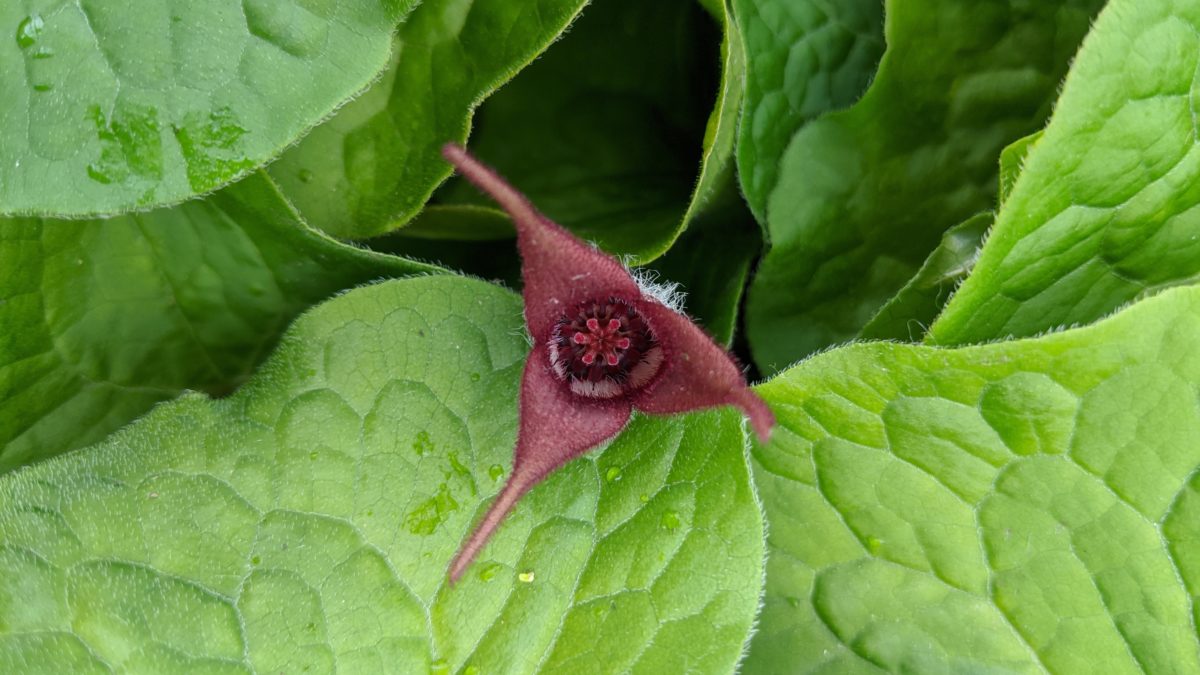 asarum-canadense-wild-ginger-wave-hill