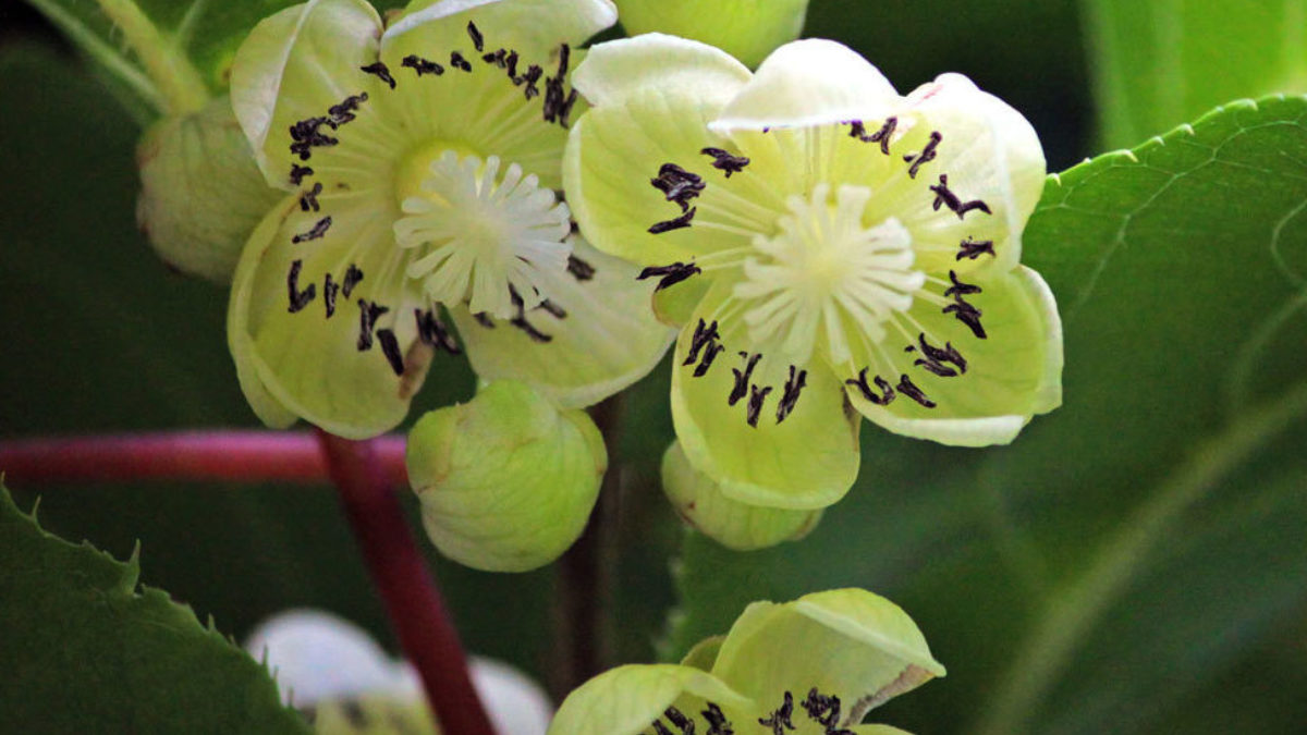 thumbnail image 2 of Hardy Kiwi (Actinidia Arguta) Plant – Sweet, Grape-Sized Kiwi Berries 2 of 5