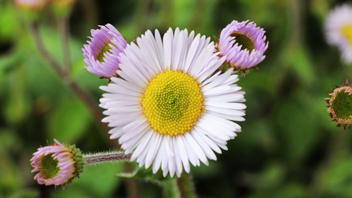 Robin’s plantain (Erigeron pulchellus Wave Hill