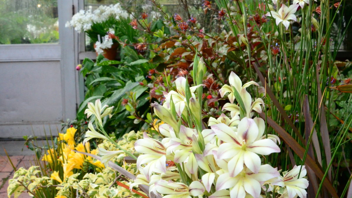 Bloom Alert South African Bulbs Wave Hill