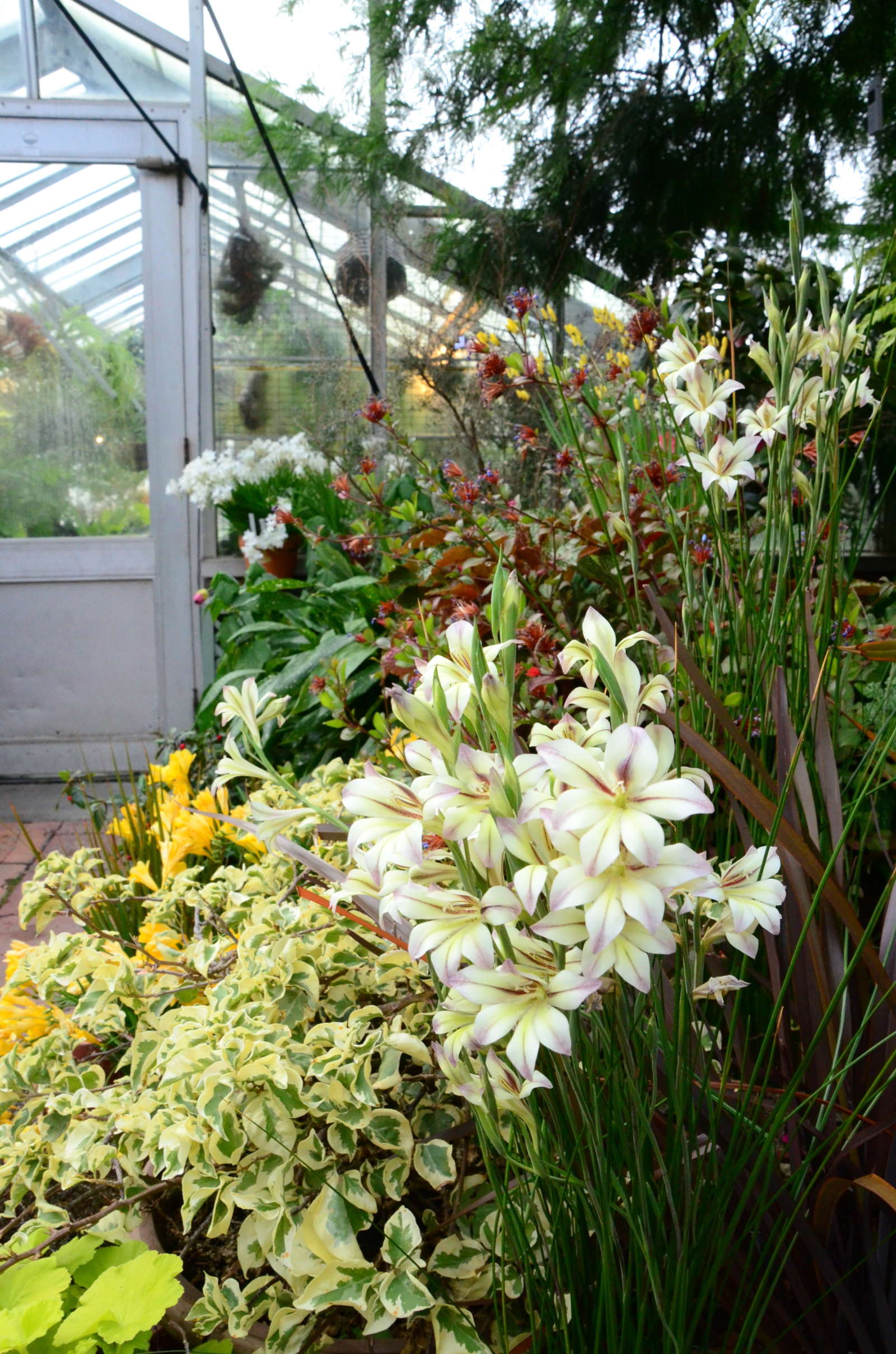 Bloom Alert South African Bulbs Wave Hill