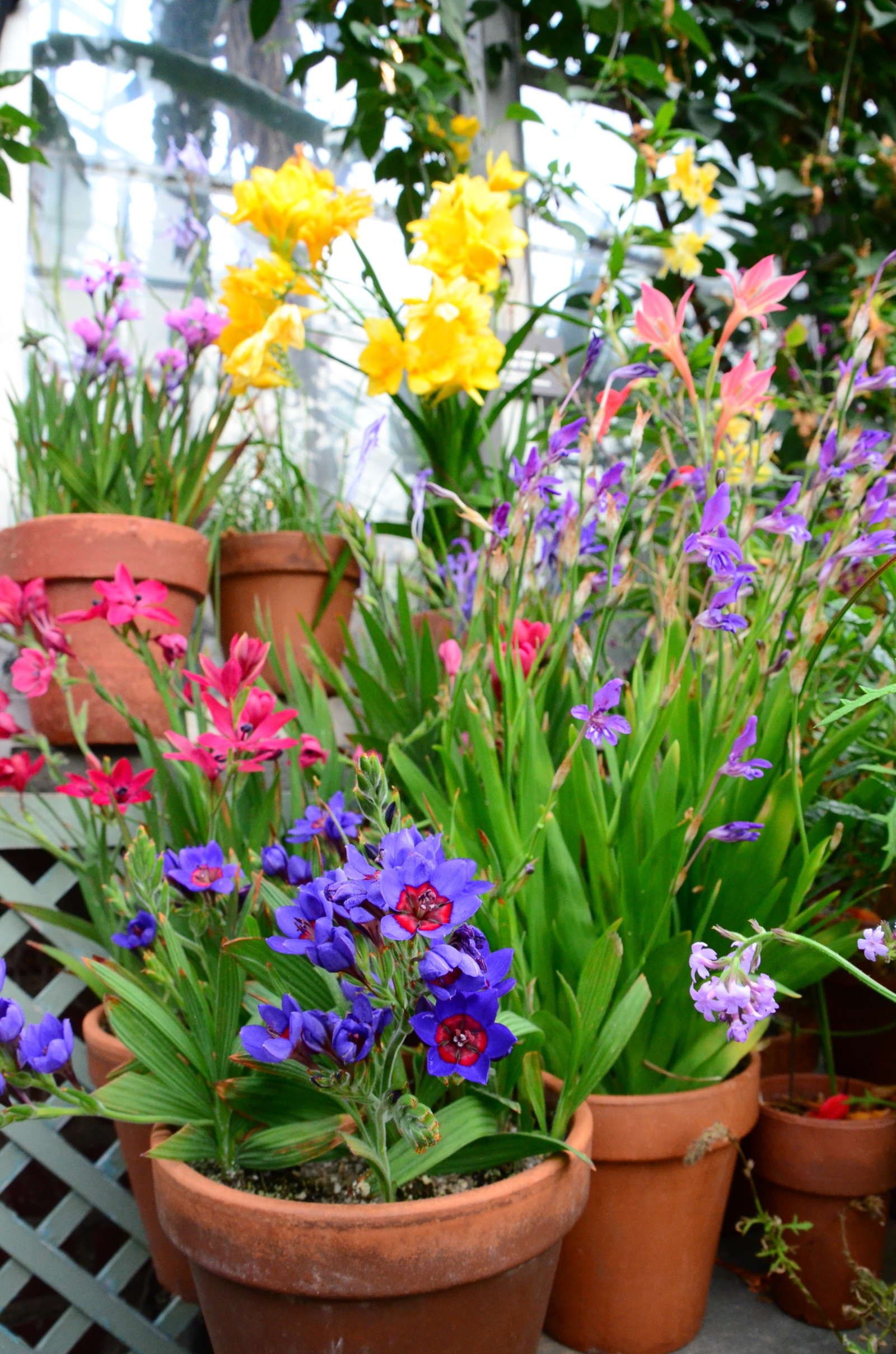 Bloom Alert South African Bulbs Wave Hill