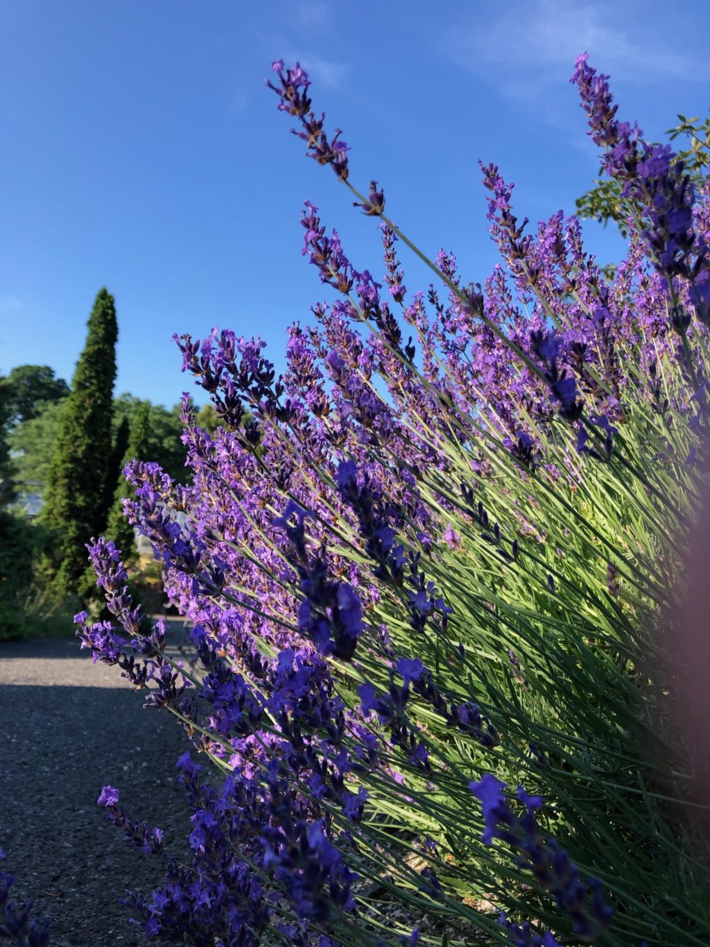 The Lavender Border Wave Hill