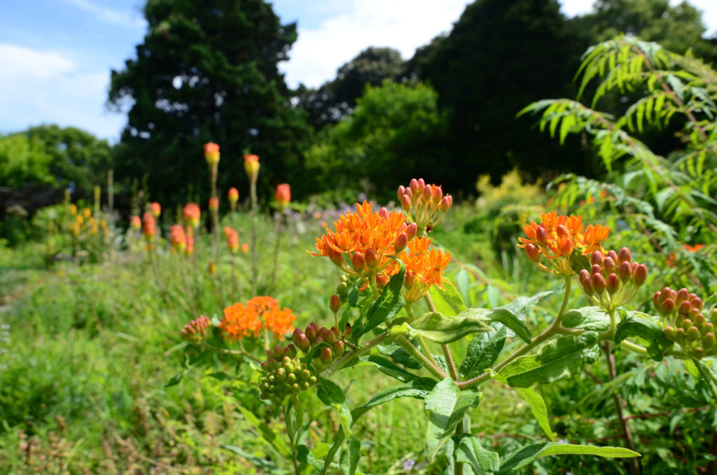 Plant Selection Aesthetics with a Dash of Biodiversity Wave Hill