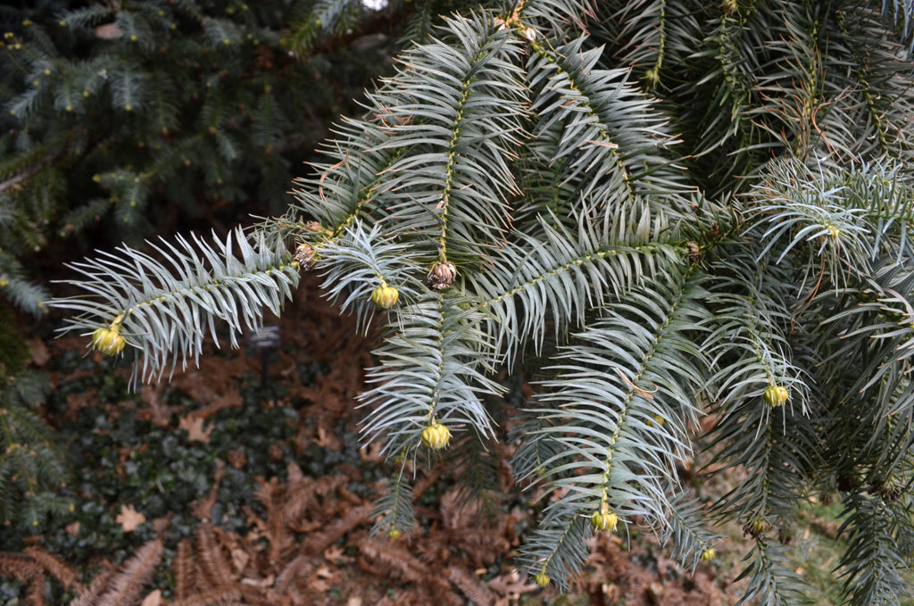 Cunninghamia lanceolata ‘Glauca’ (China fir cultivar) - Wave Hill