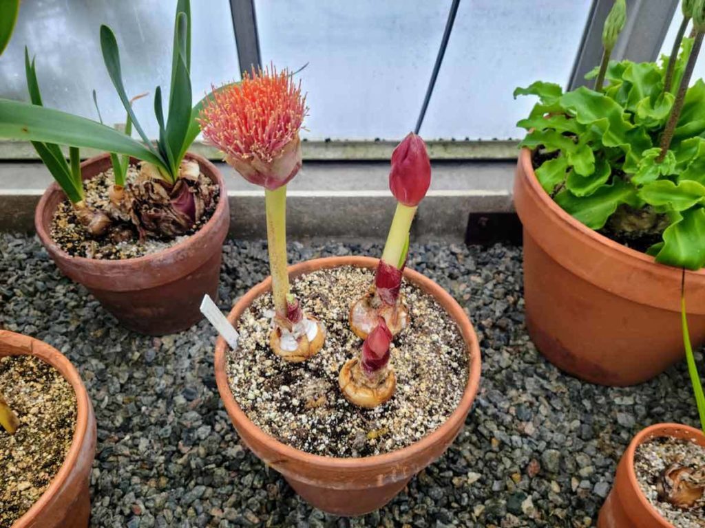 Soth African Bulbs in the Conservatory Wave Hill