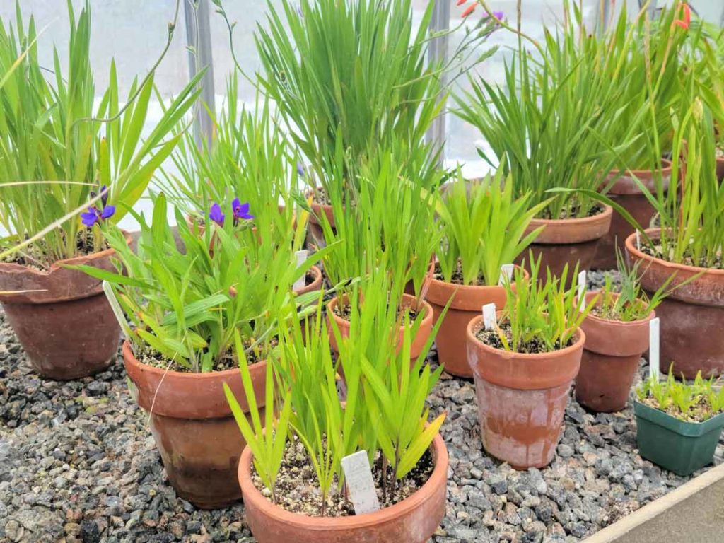 Soth African Bulbs in the Conservatory Wave Hill