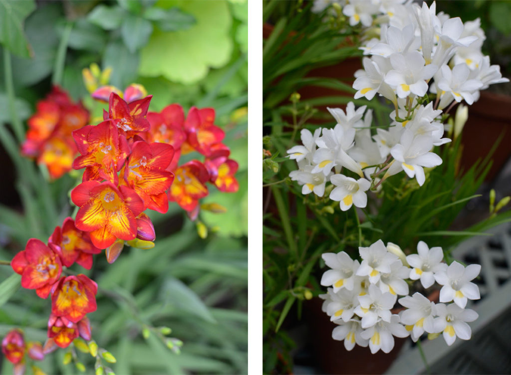 South African Bulbs in the Palm House Wave Hill