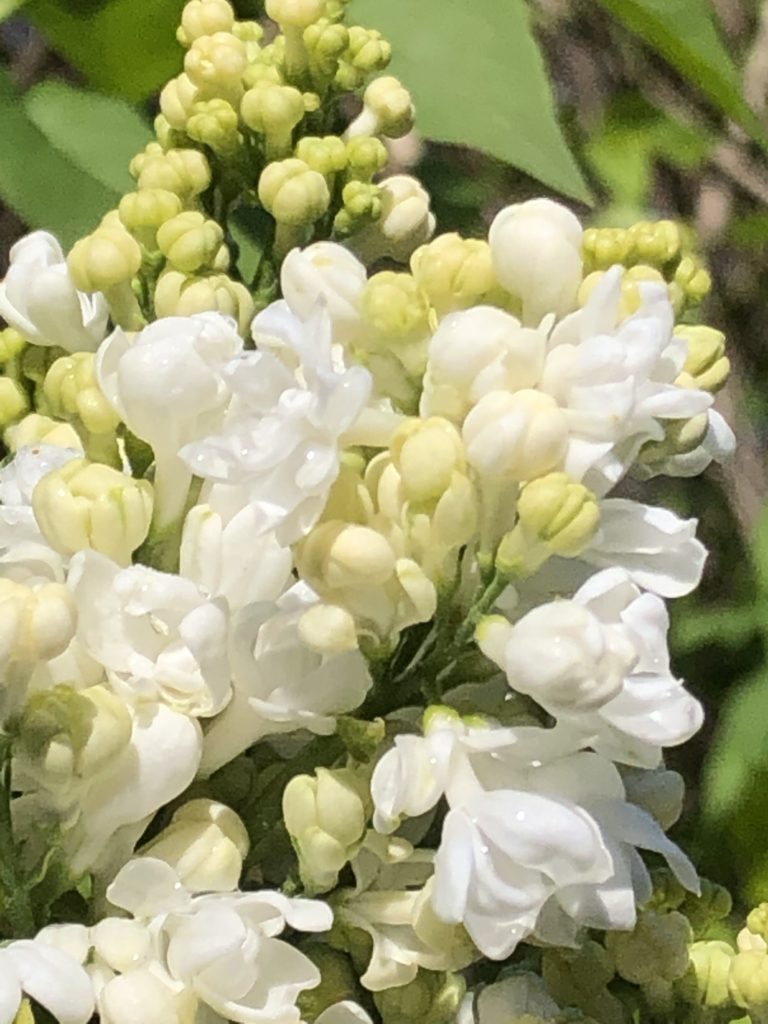 Syringa Edith Cavell 2