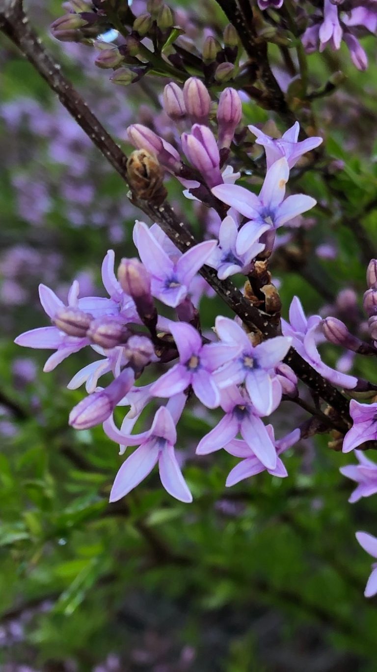 Syringa afghanica