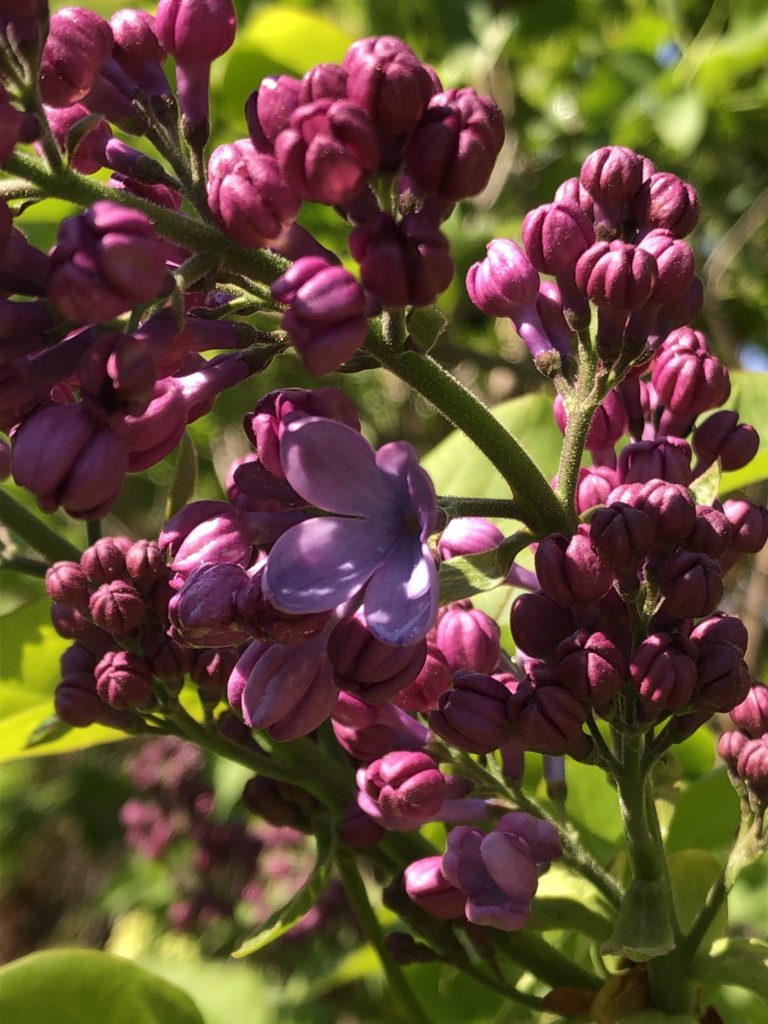 Syringa vulgaris Decaisne