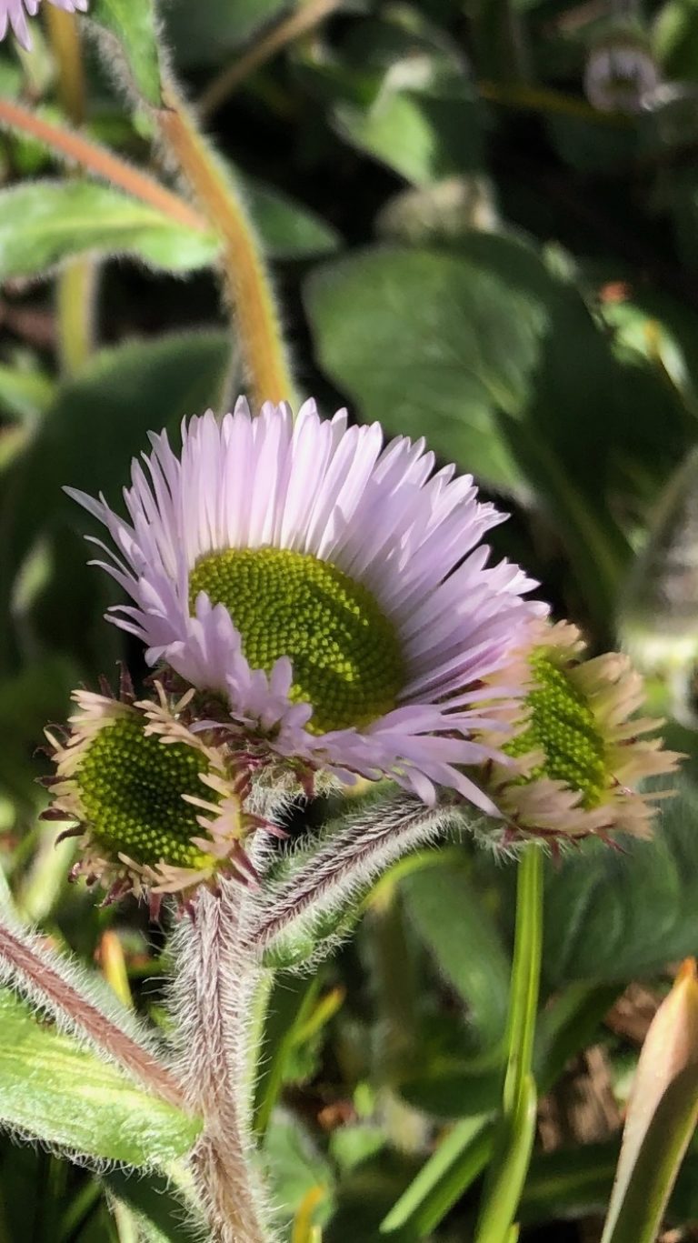 Erigeron pulchellus flower May 2020