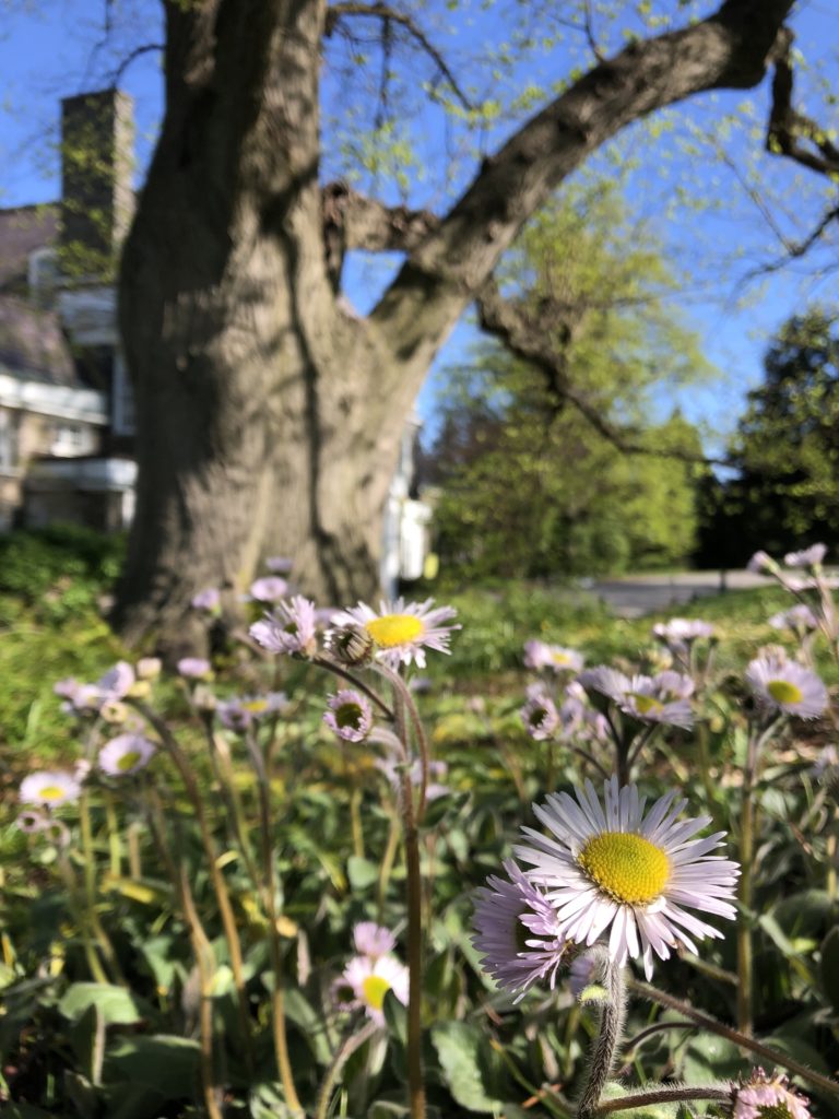 Erigeron pulchellus setting 4 May 2020