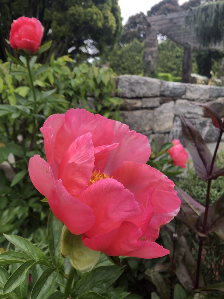 Peonia Coralie 0993 at Kerlin Overlook