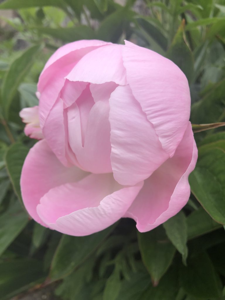 Peonia lactiflora cultivar 0941