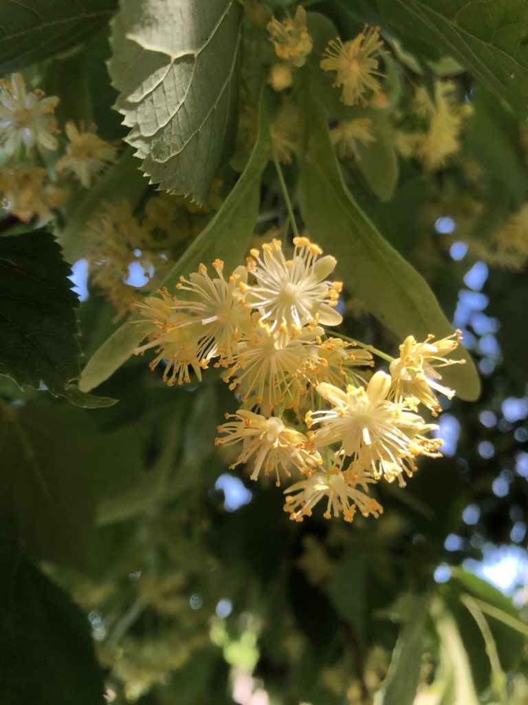 Tilia cordata (Small-leaved Linden) - Wave Hill