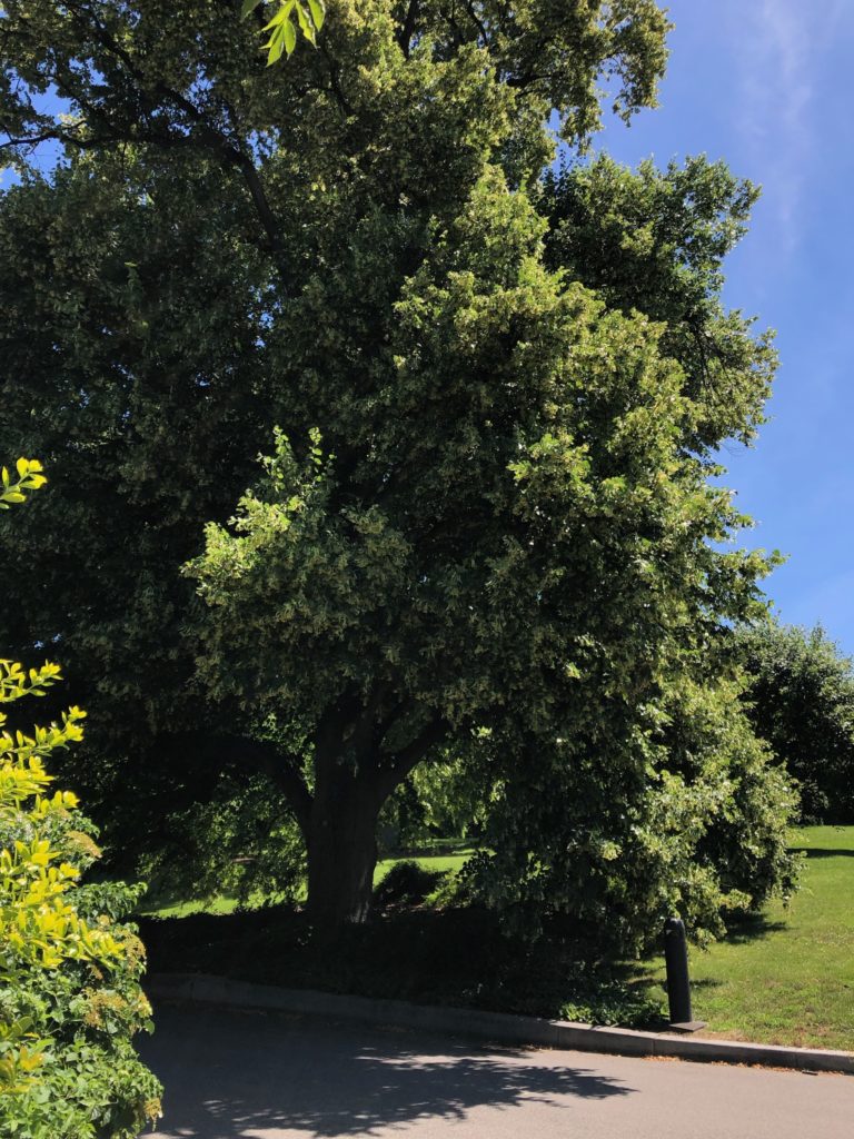 Tilia cordata by WHH4 06 17 20 IMG 2164