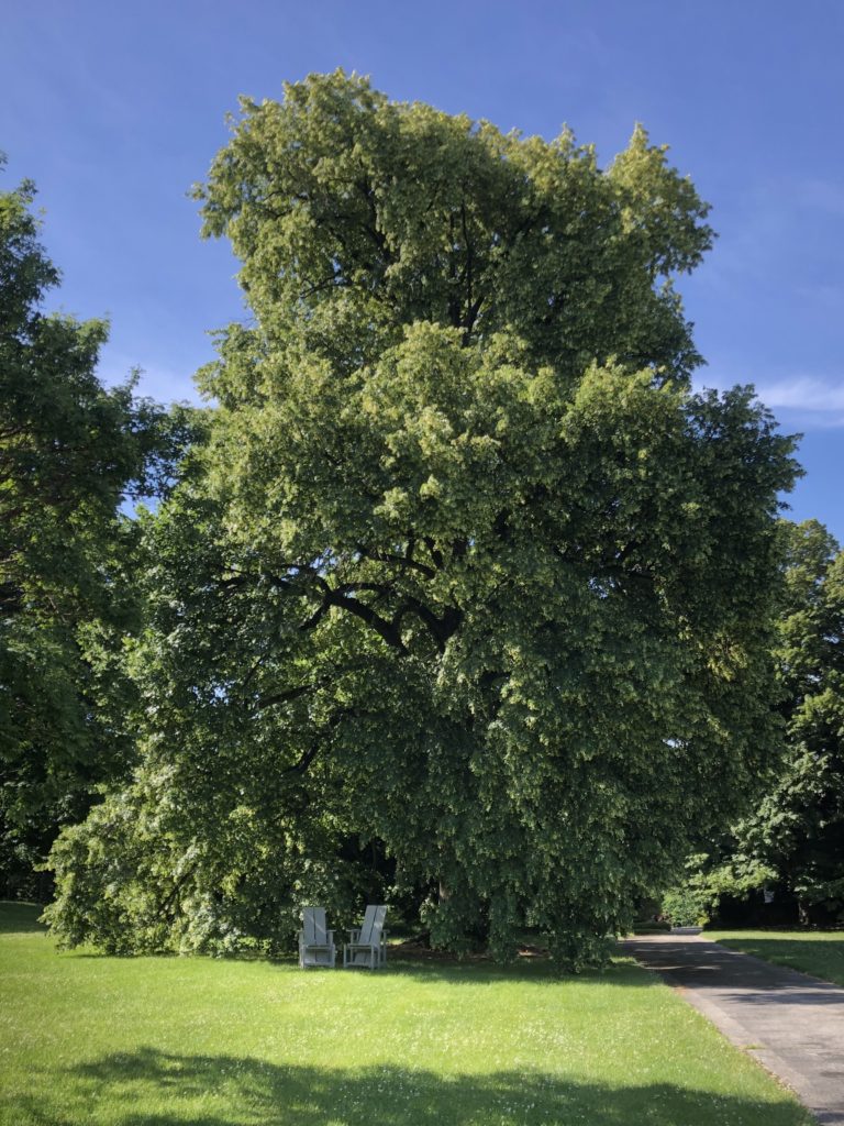 Tilia cordata by Glyndor 06 17 20