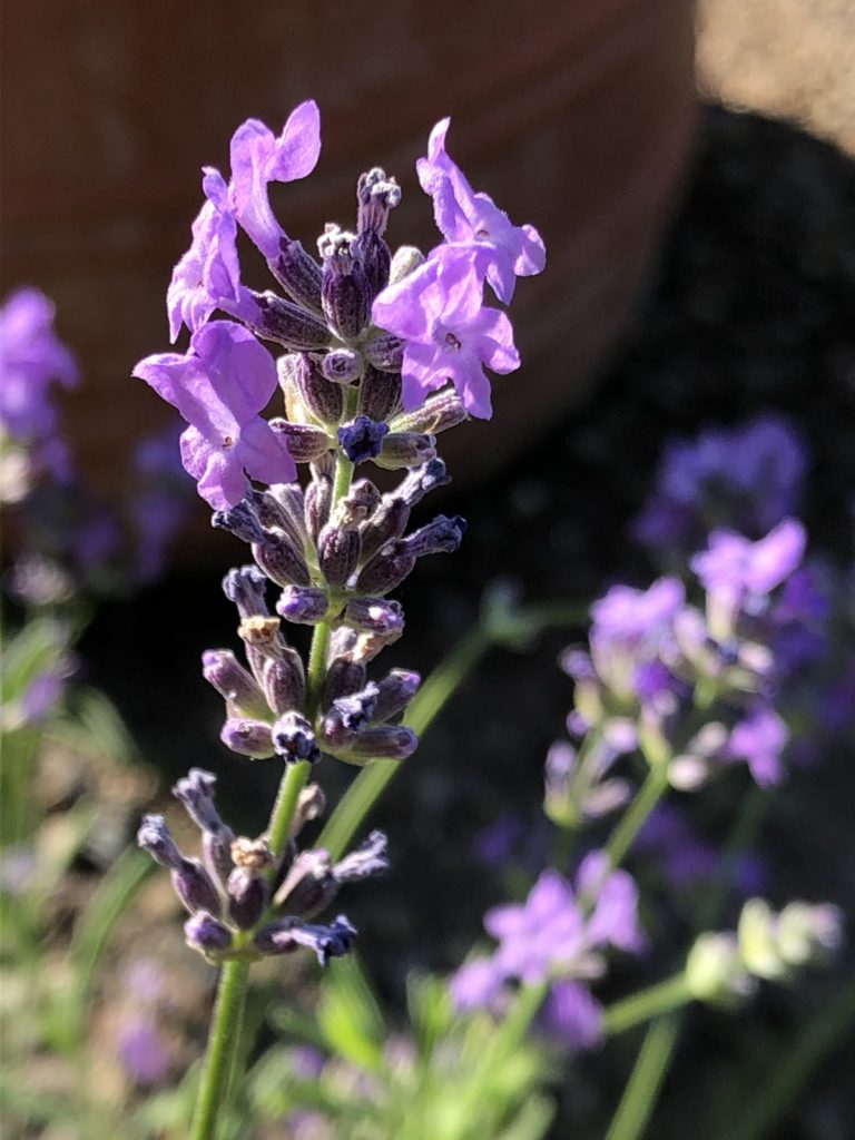 Lavender close up IMG 2595