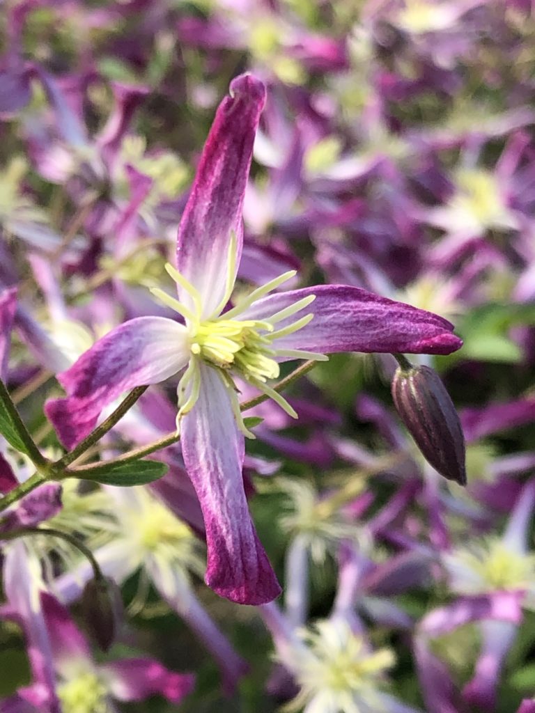 Clematis close up IMG 2959