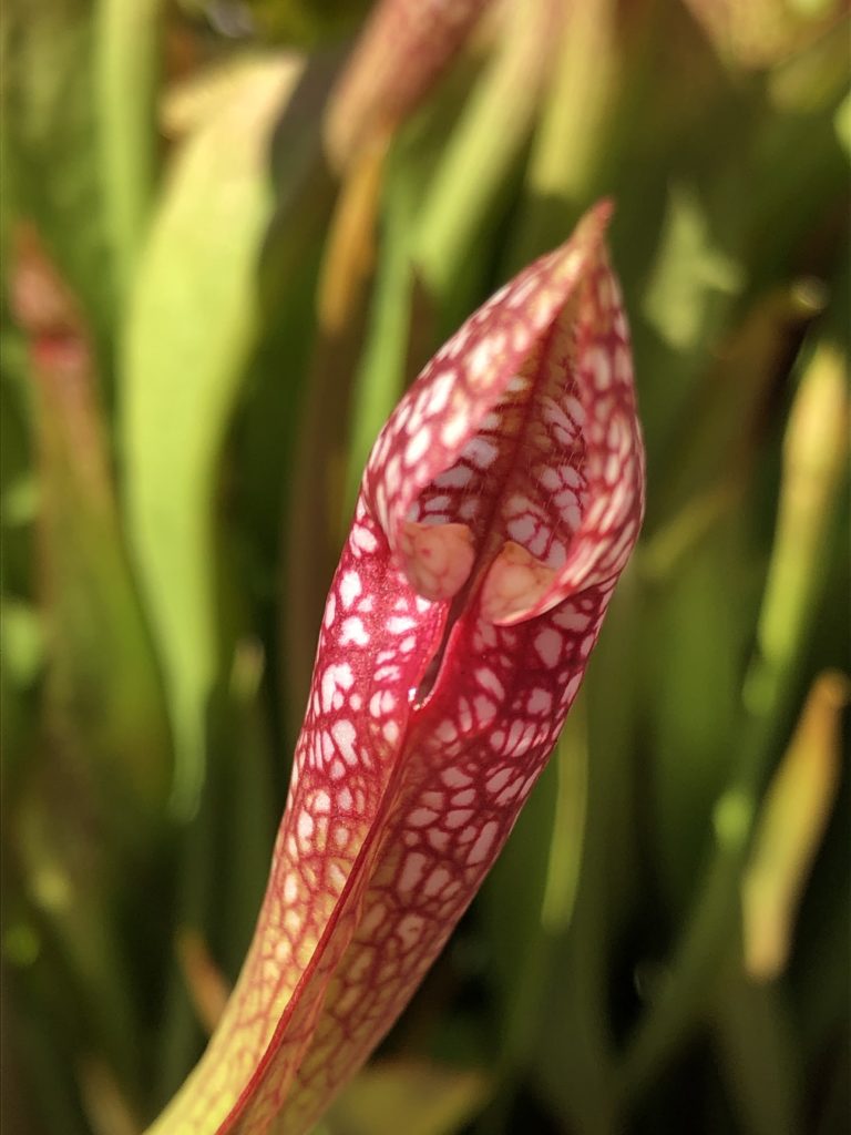 Pitcher plant IMG 3288