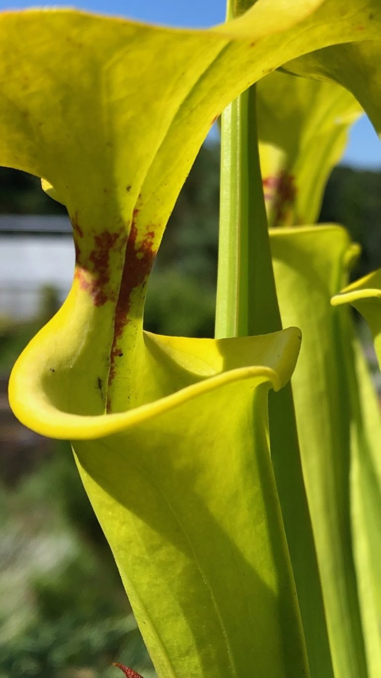 Pitcher plant IMG 3302