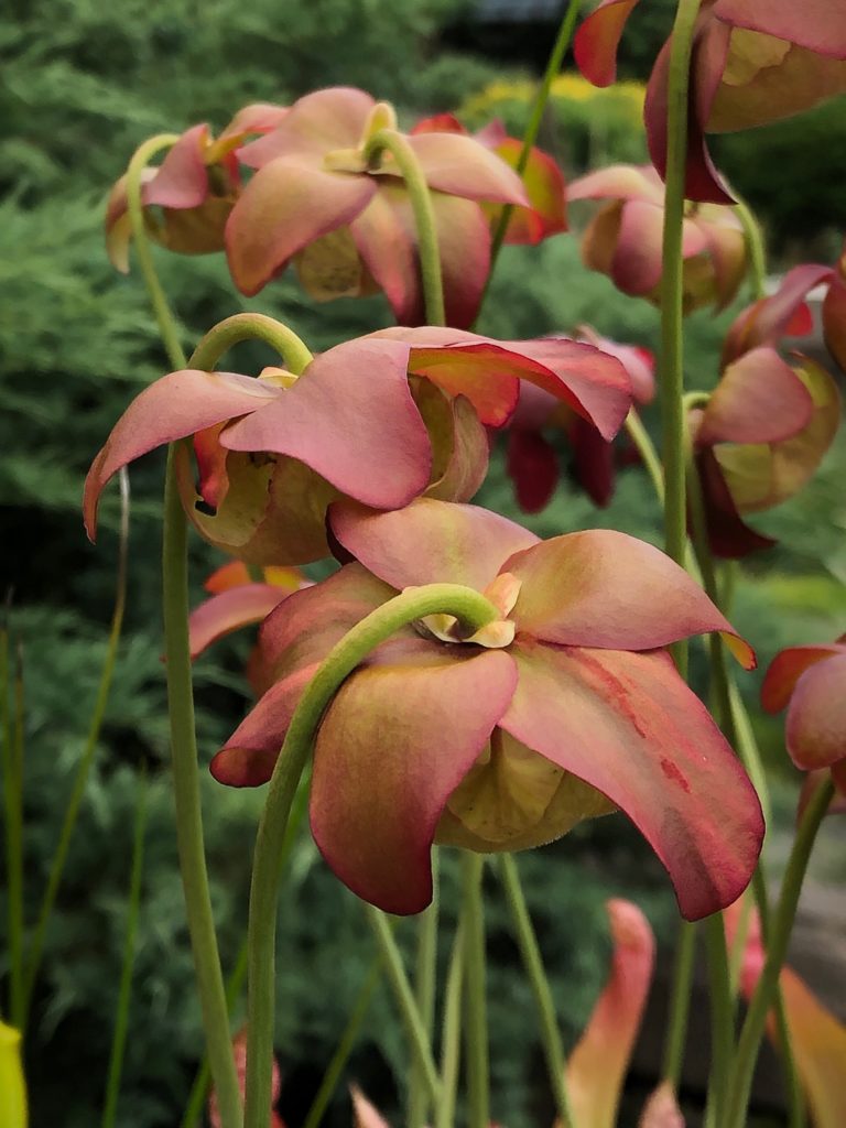 Pitcher plant IMG 3360