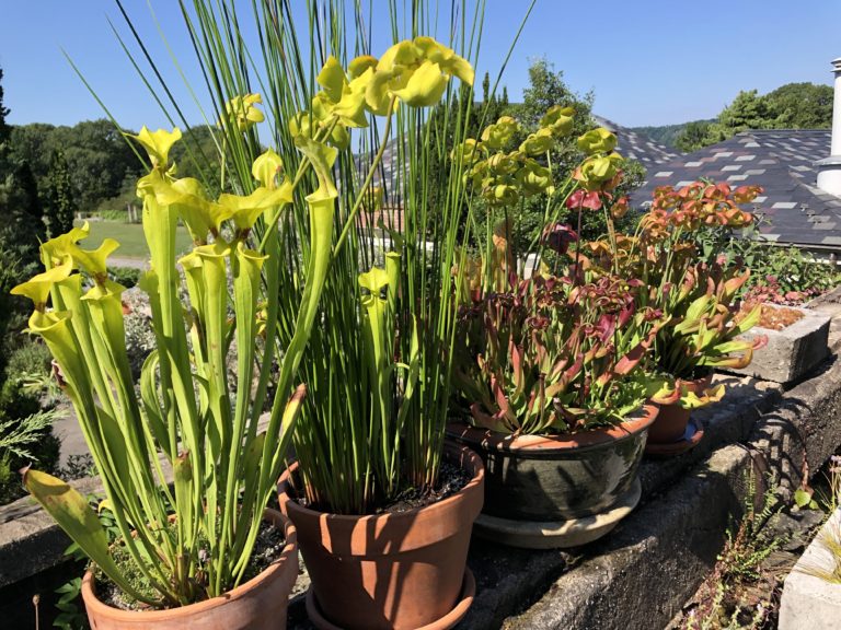 Pitcher plants wall IMG 3299