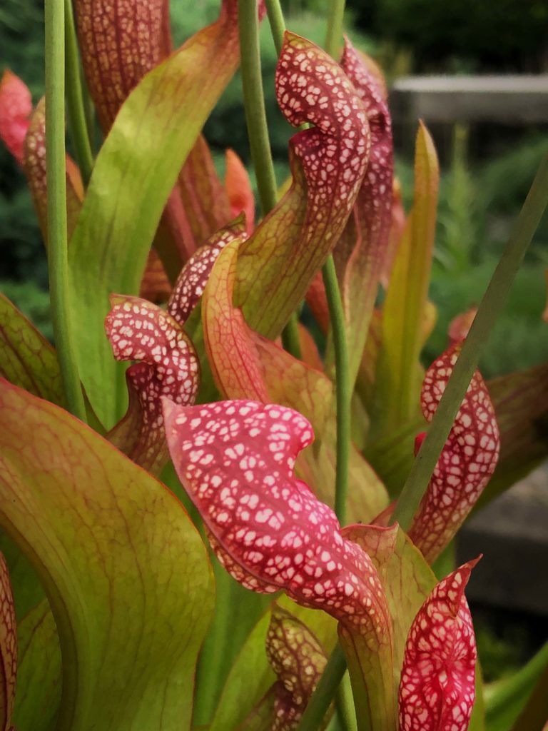 Pitcher plant IMG 3361