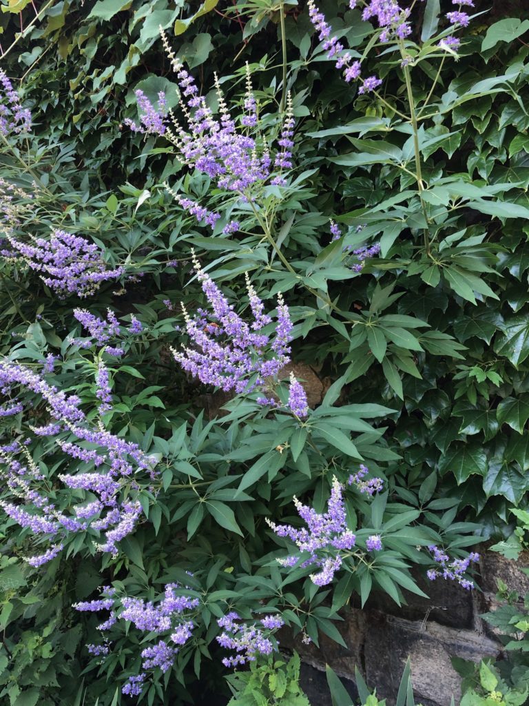 Vitex IMG 4040