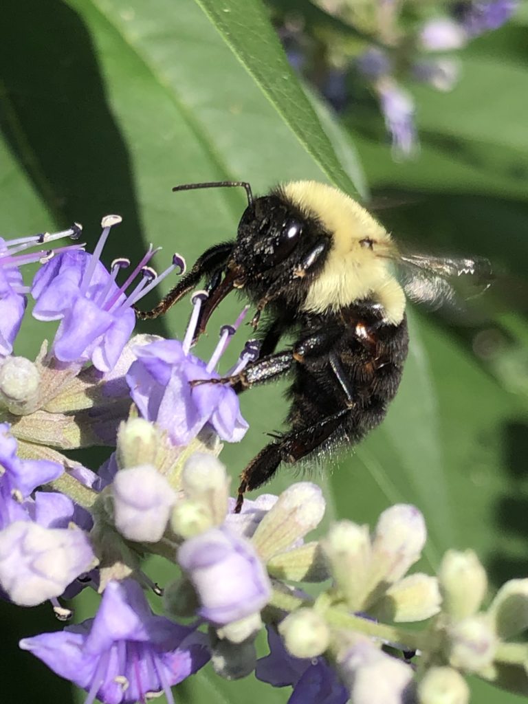 Vitex IMG 4065